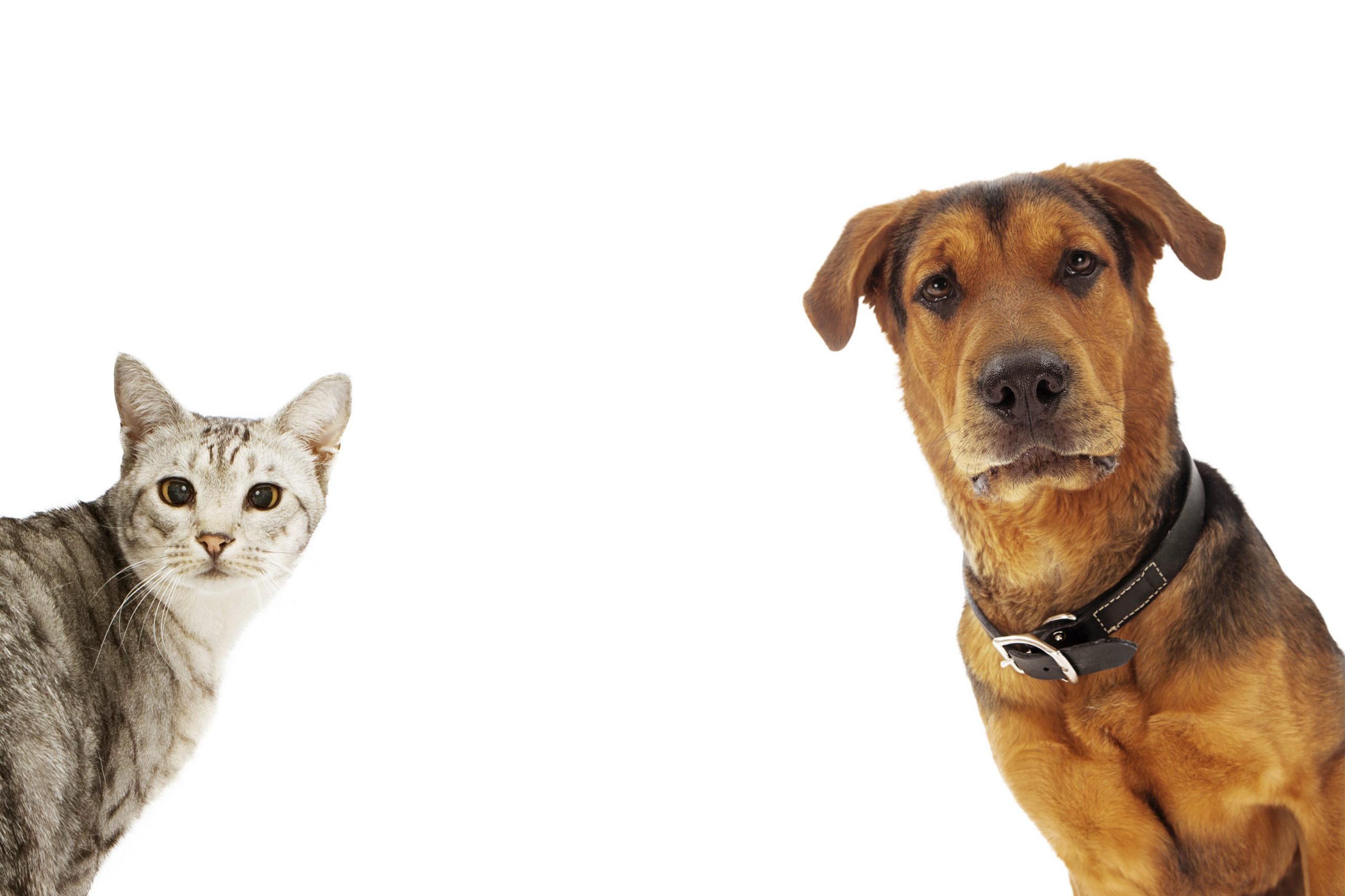 Download Cats And Dogs PNG
