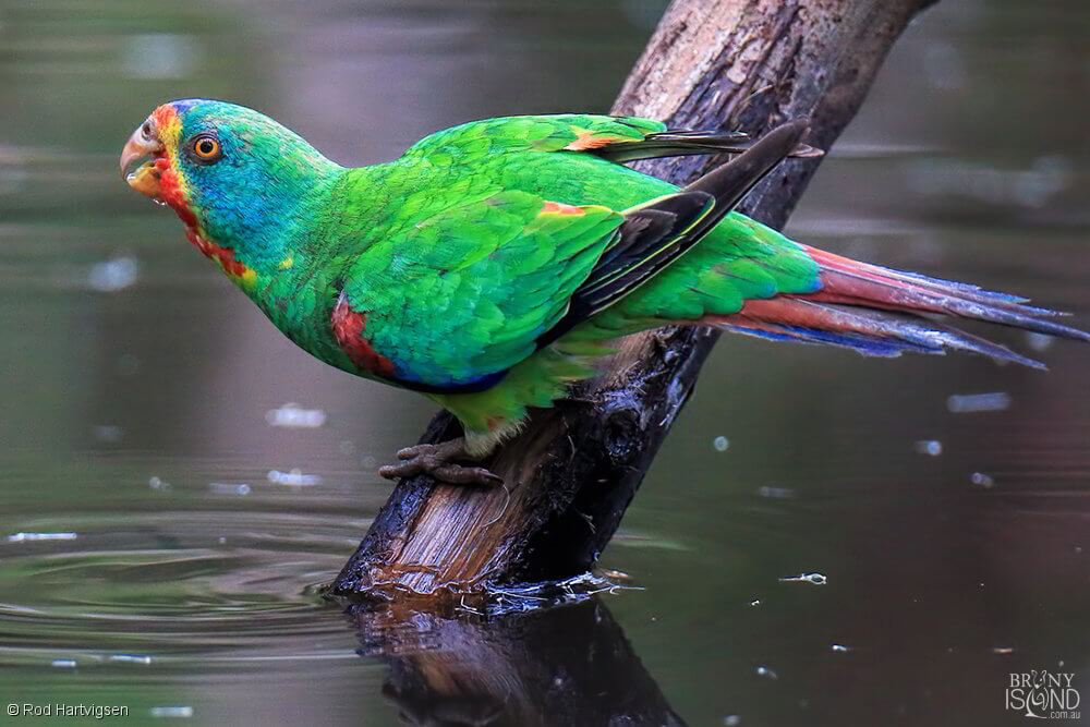 Download Swift Parrot
 Background
