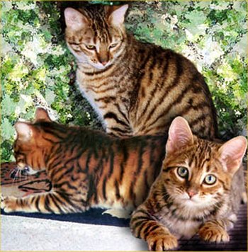 View Toyger Price
 Images
