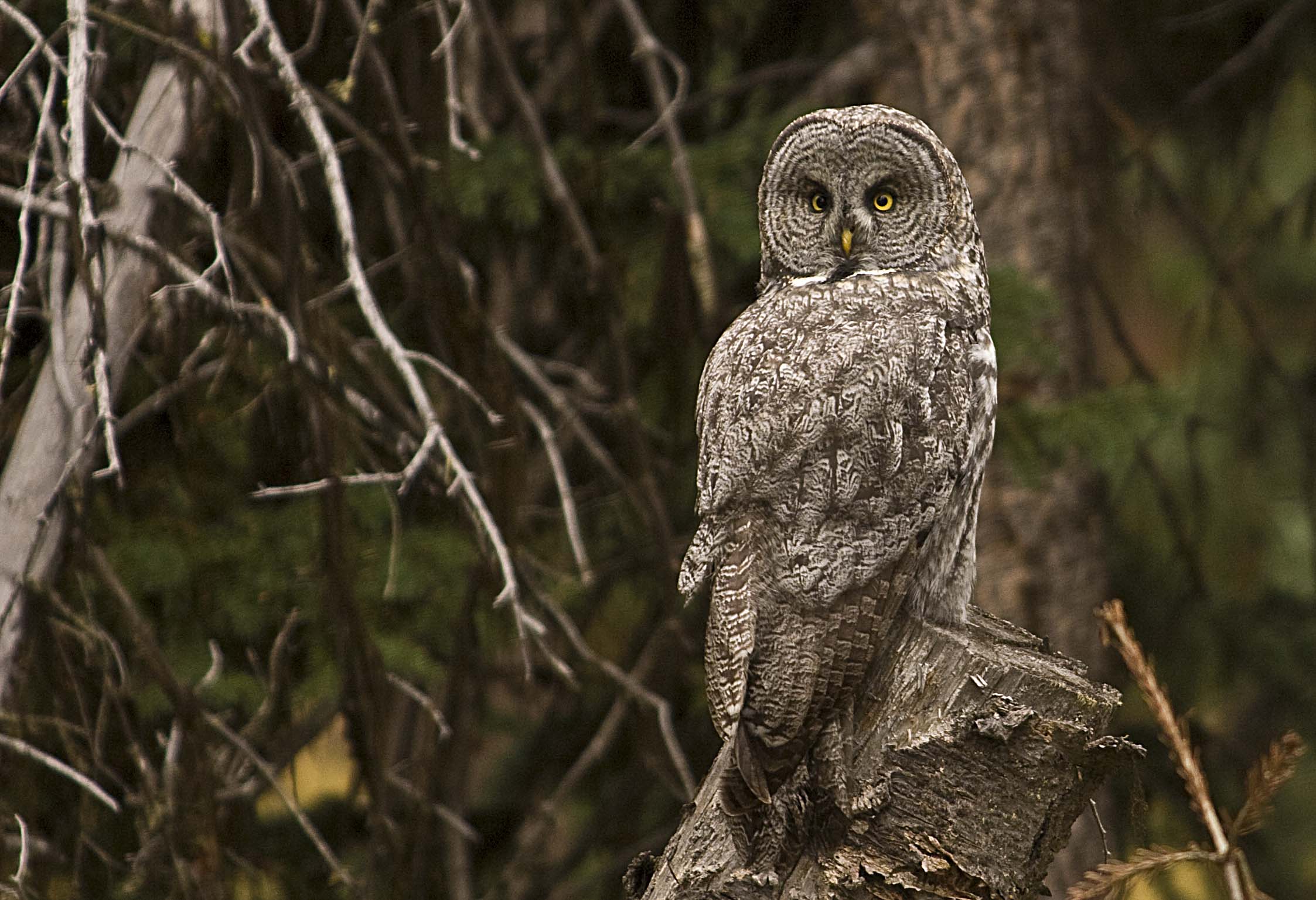 Download Great Gray Owl
 Images