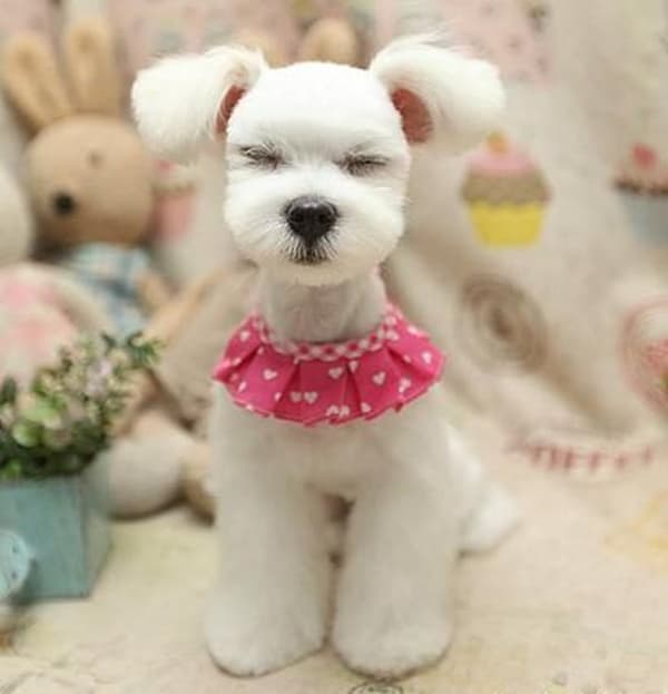 17+ Dog Grooming Pictures