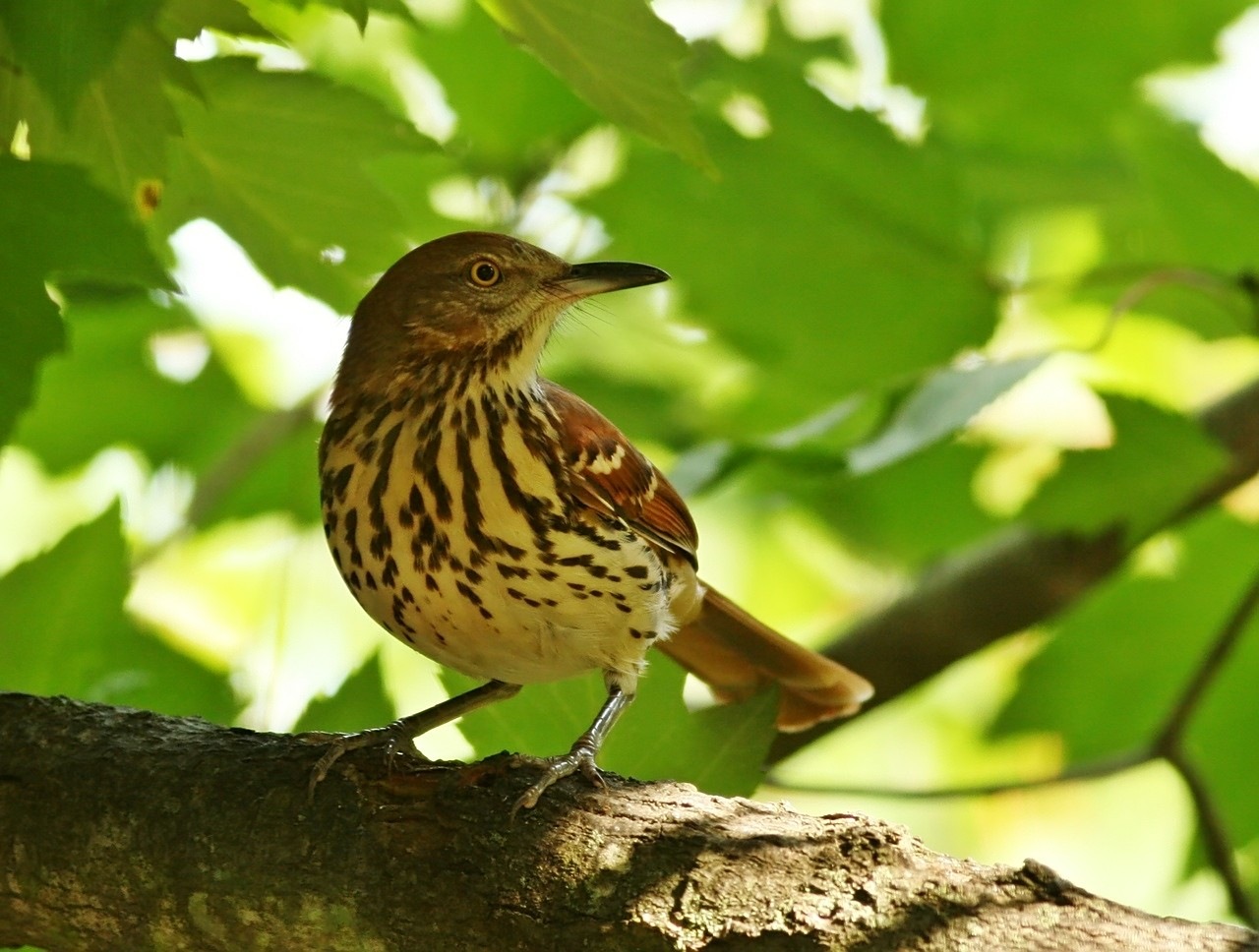 View Brown Thrasher
 Images