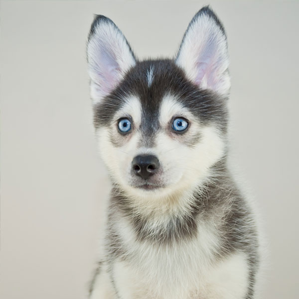 29+ Pomsky Puppies For Sale
 Gif