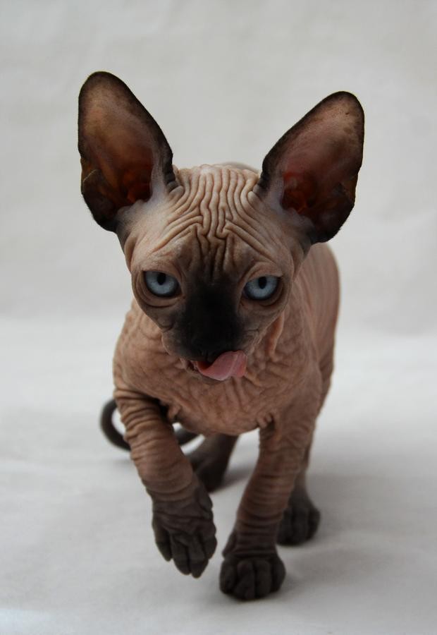 Get Sphynx Cat For Sale
 PNG