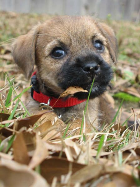 24+ Border Terrier Puppy Images