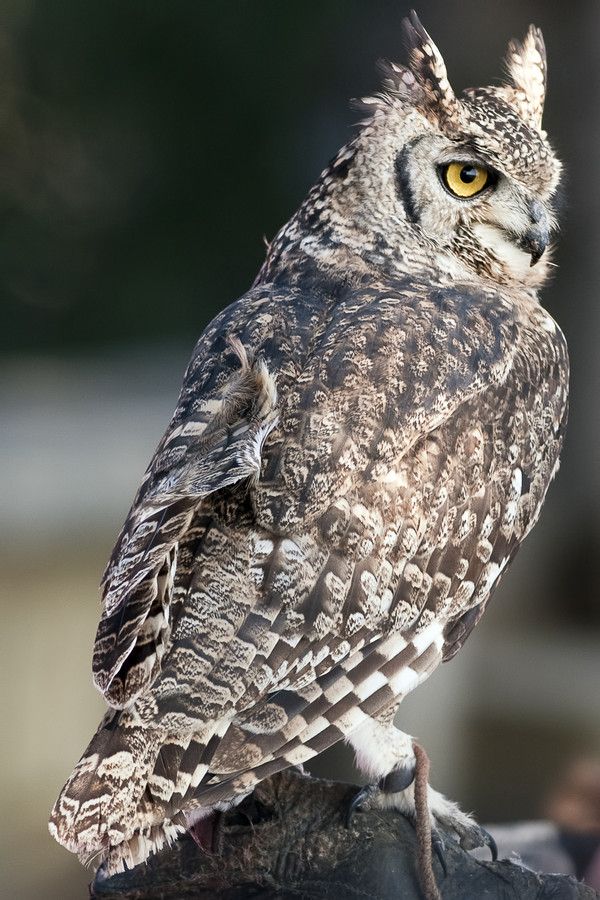19+ Spotted Eagle Owl Pics