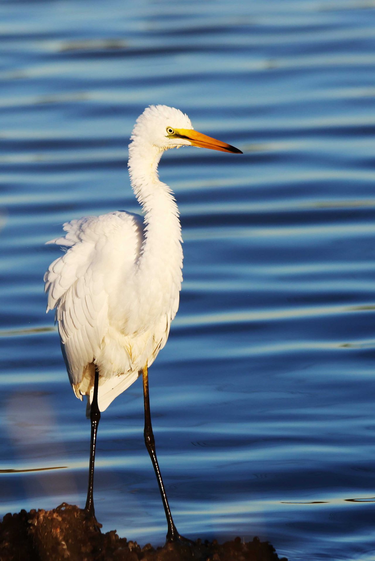 49+ Eastern Great Egret Pictures
