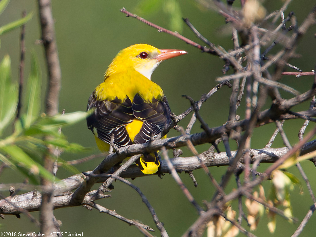Download Golden Oriole Gif