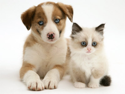 Get Puppies And Kittens Images