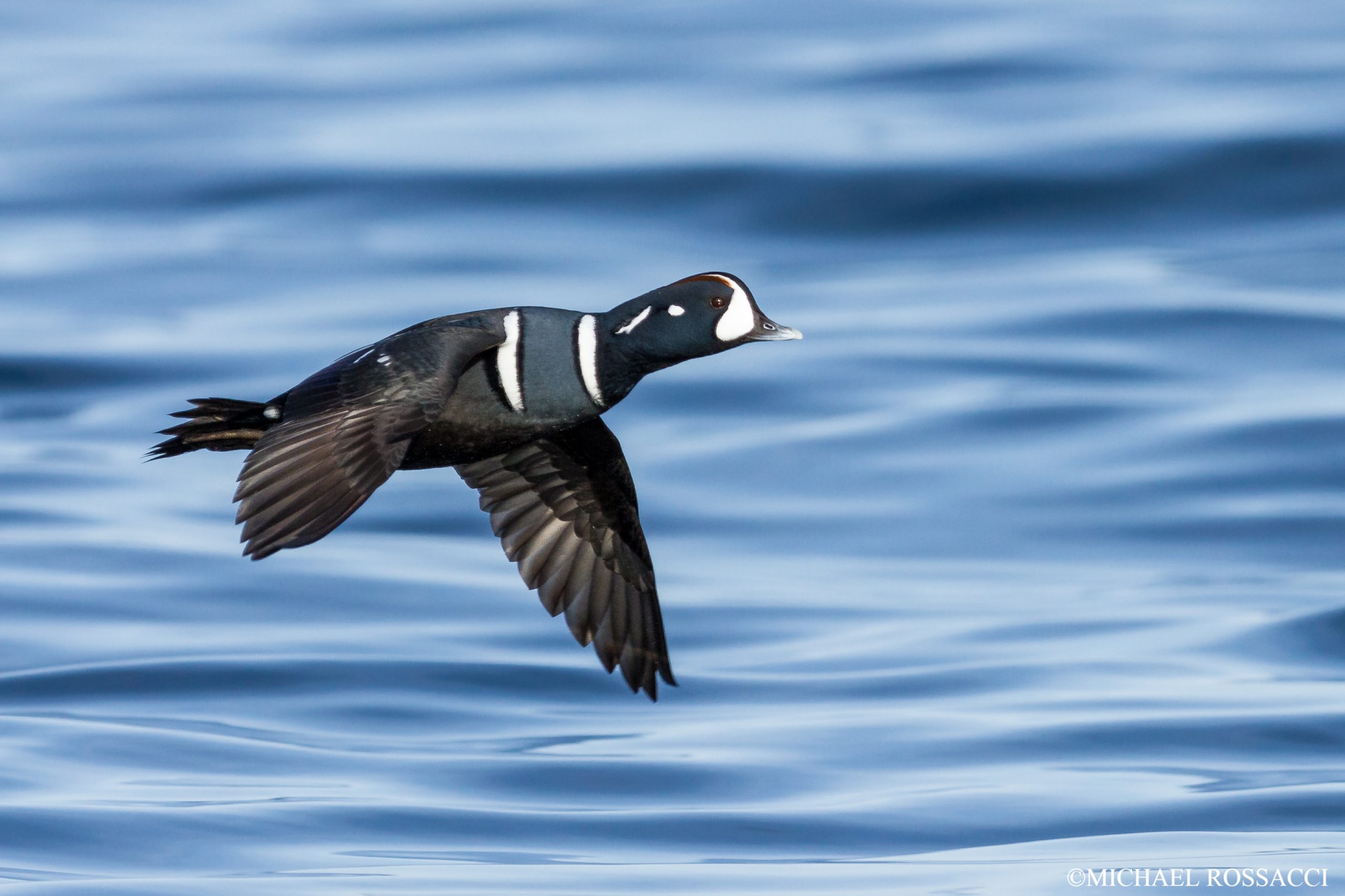 View Harlequin Duck PNG