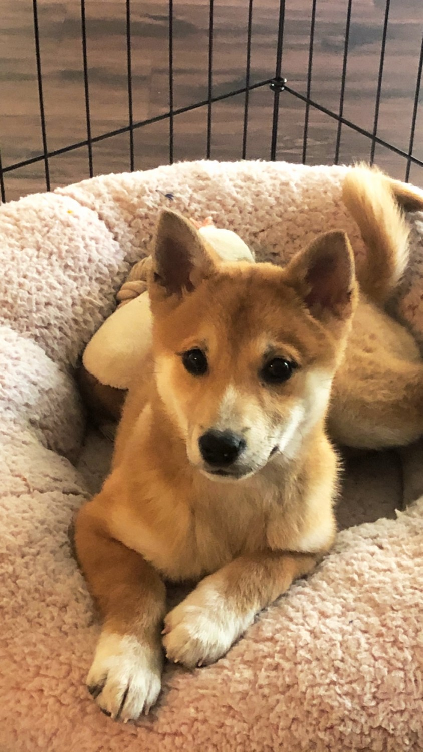 49+ Shiba Inu Puppy For Sale Images