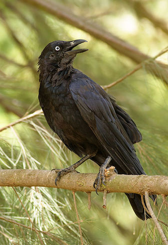 Get Australian Raven Images