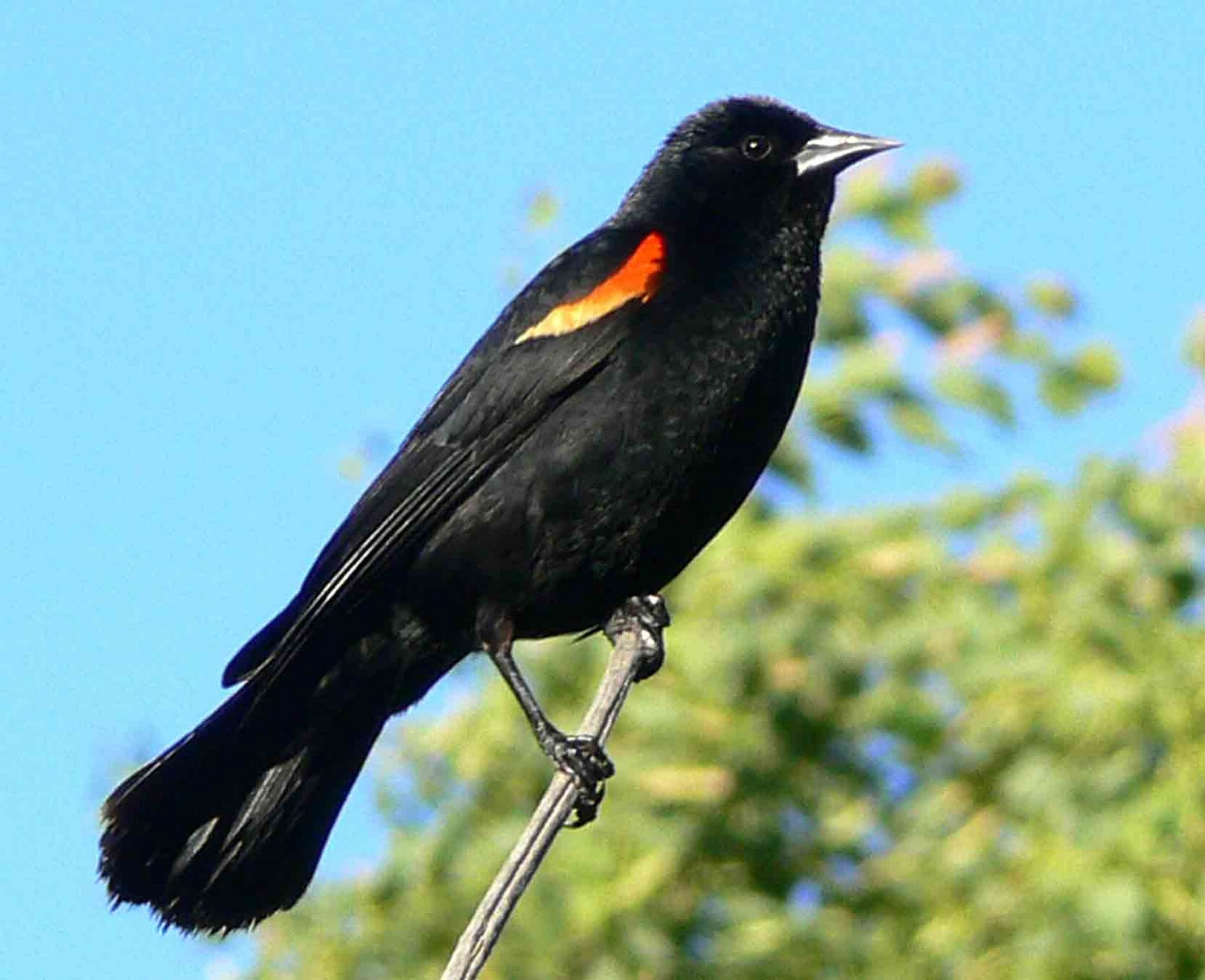 Get Black Bird With Orange Wings Background